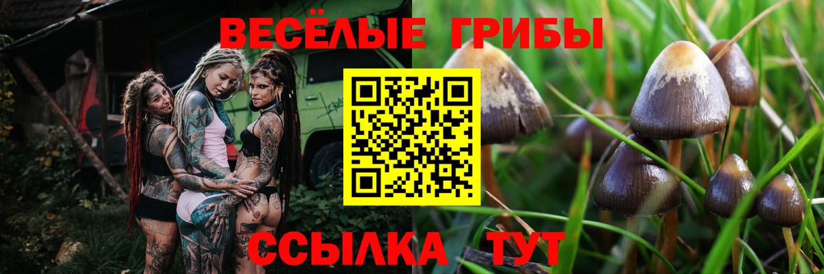 Псилоцибиновые грибы GOLDEN TEACHER Сокол